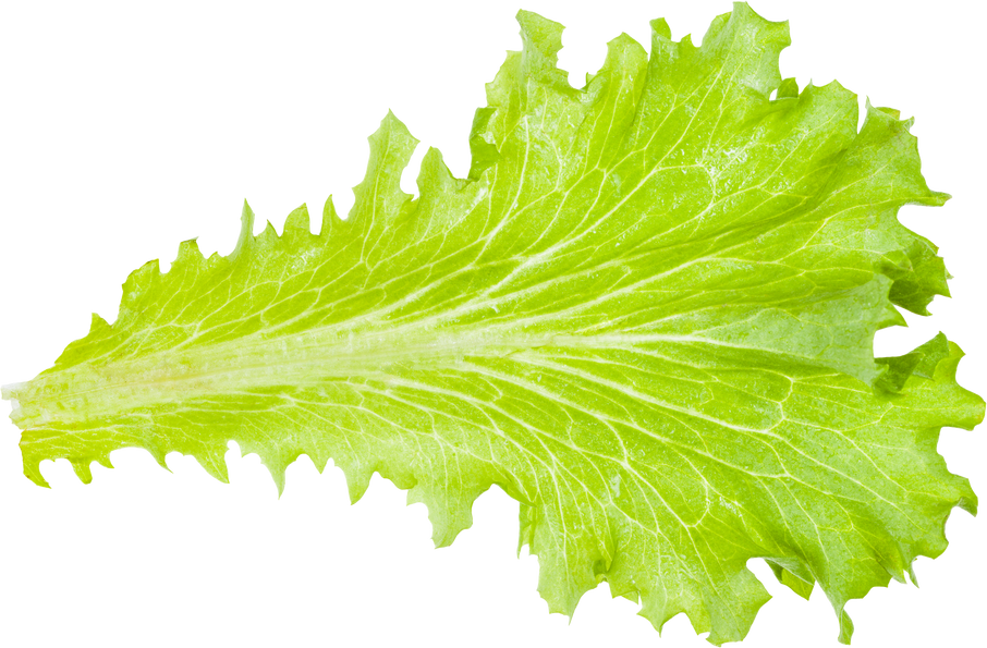 Fresh Green Leaf of Leaf Lettuce 